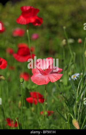 Naturalizzato piantagione di papaveri Foto Stock