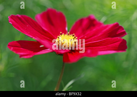 Profondo rosso rosato Cosmo fiore Foto Stock