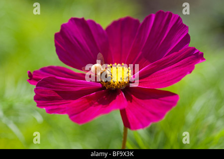 Rosa Cosmo & Bee, REGNO UNITO Foto Stock