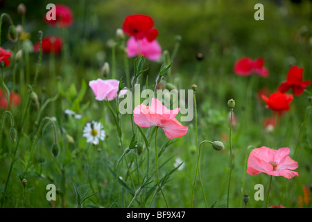 Naturalizzato piantagione di papaveri Foto Stock