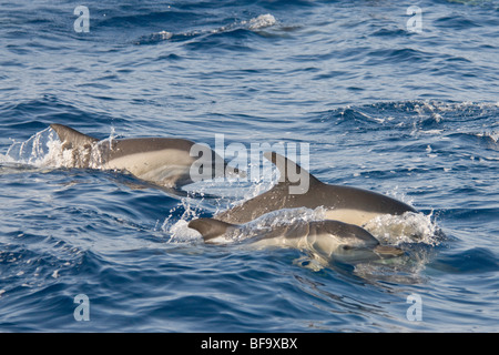 A breve becco delfini comuni, Delphinus delphis, porpoising in velocità, Azzorre, Oceano Atlantico. Foto Stock