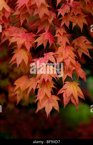 Acer Palmatum subsp amoenum Foto Stock