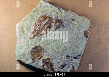 Trilobiti fossile da Bright Angel Shale, inizio alla metà del Cambriano età, esemplare dalla collezione del museo del Grand Canyon National P Foto Stock