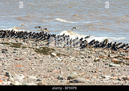 Gregge di Oystercatchers europea su un stoney forshore ad alta marea Foto Stock
