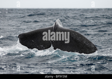 Capodoglio, Physeter macrocephalus fluking, Azzorre, Oceano Atlantico. Foto Stock