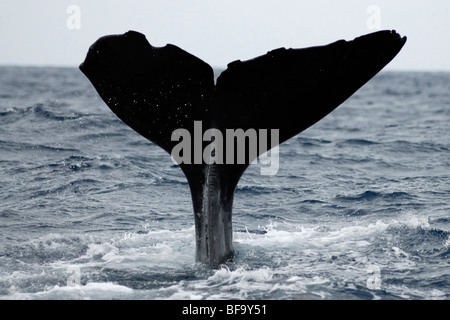 Capodoglio, Physeter macrocephalus fluking, Azzorre, Oceano Atlantico. Foto Stock