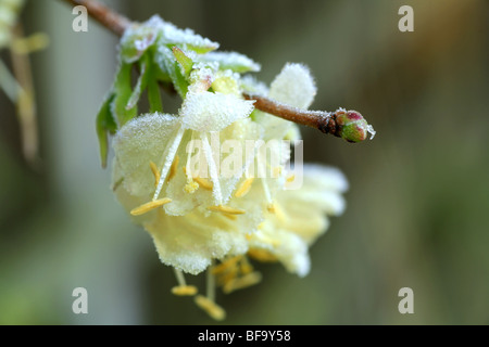 Close up di delicati fiori bianchi coperti nella primavera del gelo Foto Stock