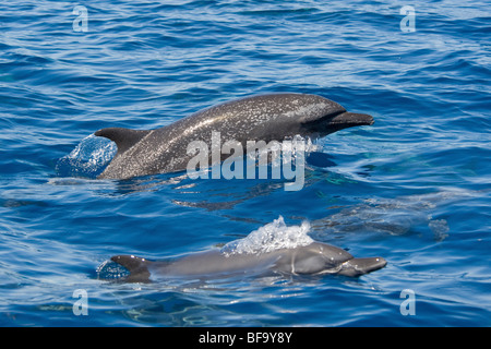 Inshore Pantropical Spotted Delfino Stenella attenuata graffmani, affiorante, Costa Rica, Oceano Pacifico Foto Stock