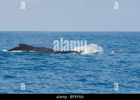 Rough-Delfino dentata, Steno bredanensis cavalcare l'onda di pressione nella parte anteriore di una megattera, Megaptera novaeangliae. Foto Stock