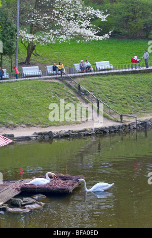 Coppia di cigni bianchi sedute sul nido nel centro del piccolo lago nel parco della città Foto Stock