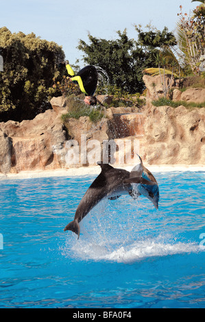 Il Dolphin- mostrano nel Loro Parque in Puerto de la Cruze a Tenerife. Un trainer facendo capriola su due delfini. Foto Stock