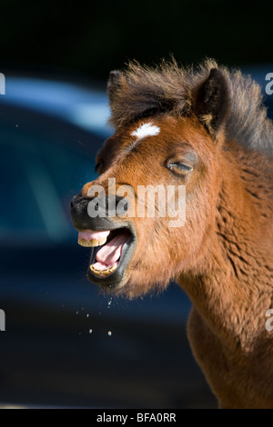 New Forest Pony neighing Foto Stock