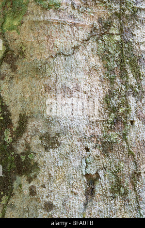 Suya (Pouteria speciosa) close-up di corteccia di foresta pluviale Iwokrama Guyana Sud America Ottobre Foto Stock