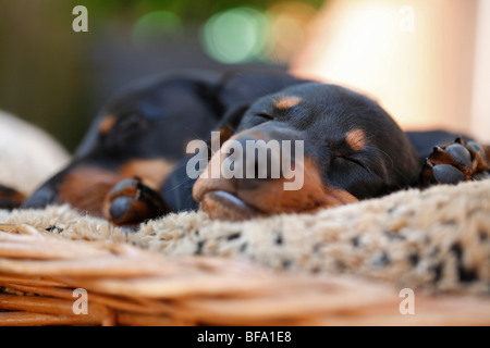 Bassotto, salsiccia cane, cane domestico (Canis lupus f. familiaris), due cuccioli dormire in un cestello di cane, Germania Foto Stock