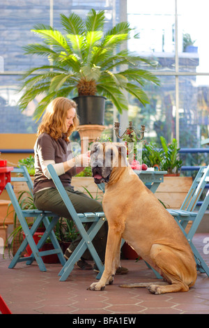 Alano (Canis lupus f. familiaris), giovane donna seduta in un caf, il suo cane accanto a lei, Germania Foto Stock