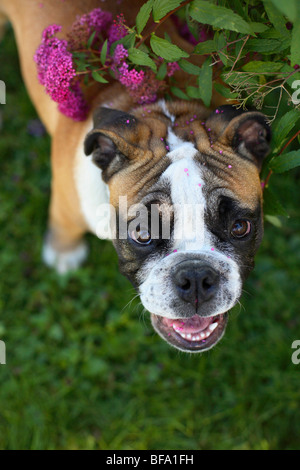 Bulldog inglese (Canis lupus f. familiaris), metà anno vecchio singoli cercando sotto un arbusto Foto Stock