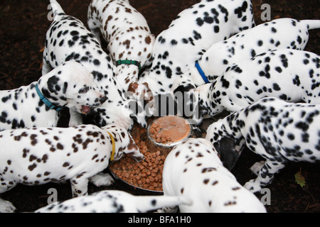 Dalmazia (Canis lupus f. familiaris), cuccioli attorno ad un piatto di alimentazione, Germania Foto Stock