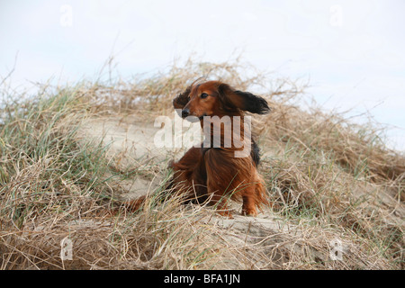 Bassotto, salsiccia cane, cane domestico (Canis lupus f. familiaris), salsiccia nana dog sitter nel ventoso dune, Germania Foto Stock