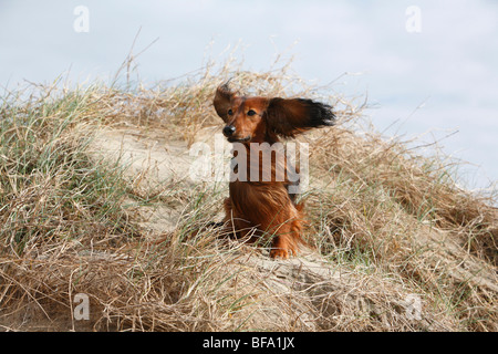 Bassotto, salsiccia cane, cane domestico (Canis lupus f. familiaris), salsiccia nana dog sitter nel ventoso dune, Germania Foto Stock