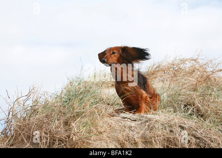 Bassotto, salsiccia cane, cane domestico (Canis lupus f. familiaris), salsiccia nana dog sitter nel ventoso dune, Germania Foto Stock