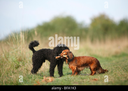 Barboncino in miniatura (Canis lupus f. familiaris), nero mal cane cercando di ottenere un bastone di un filo a pelo cane salsiccia Foto Stock