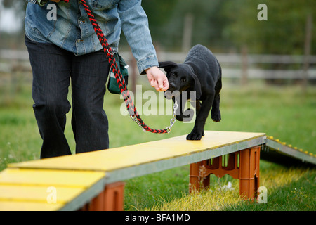 Il Labrador Retriever (Canis lupus f. familiaris), cucciolo è sedotto su una passerella Foto Stock