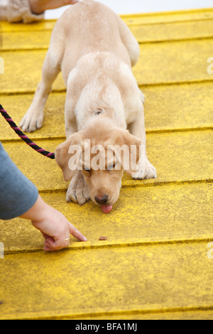 Il Labrador Retriever (Canis lupus f. familiaris), cucciolo è sedotto su una parete Foto Stock