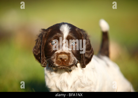 Spaniel tedesco (Canis lupus f. familiaris), cucciolo Foto Stock