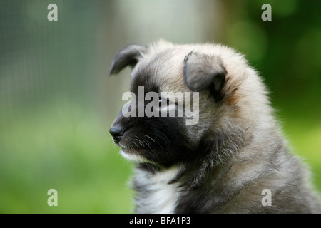 Sheepdog islandese (Canis lupus f. familiaris), il ritratto di un cucciolo Foto Stock