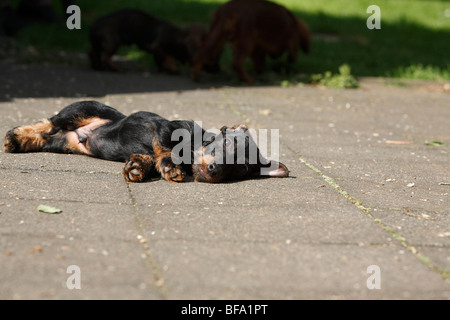 Bassotto, salsiccia cane, cane domestico (Canis lupus f. familiaris), giacente a terra a prendere il sole Foto Stock