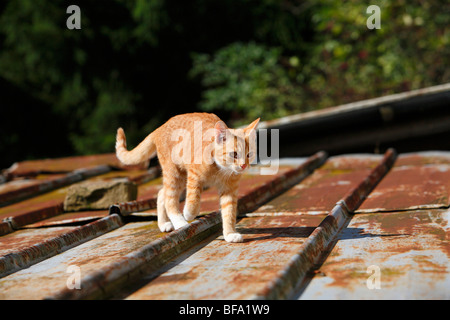 Il gatto domestico, il gatto di casa, European Shorthair (Felis silvestris f. catus), metà anno vecchio gatto camminando su un tetto, Germania Foto Stock