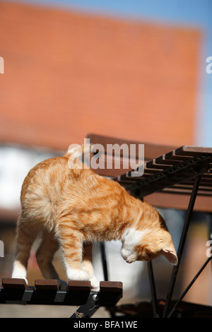 Il gatto domestico, il gatto di casa, European Shorthair (Felis silvestris f. catus), metà anno vecchio gatto su una sedia da giardino, Germania Foto Stock