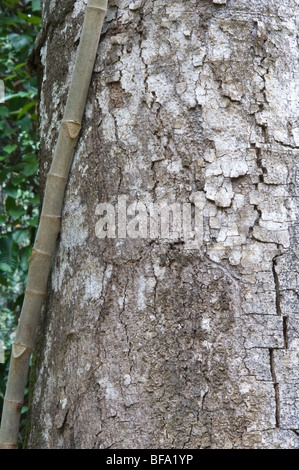 Suya (Pouteria speciosa) close-up di corteccia di foresta pluviale Iwokrama scudo della Guiana Guyana Sud America Ottobre Foto Stock