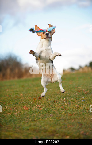 Beagle (Canis lupus f. familiaris) cercando di catturare un giocattolo in un prato, Germania Foto Stock