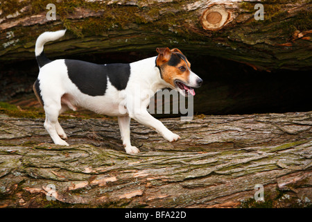 Jack Russell Terrier (Canis lupus f. familiaris), in piedi su un log ansimando, Germania Foto Stock