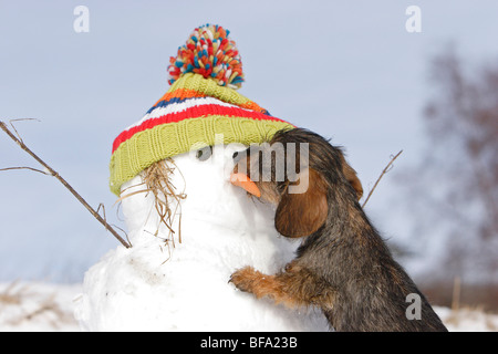 Bassotto, salsiccia cane, cane domestico (Canis lupus f. familiaris), cucciolo rosicchiare al naso di un uomo di neve, Germania Foto Stock