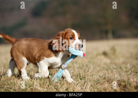 Welsh Springer Spaniel (Canis lupus f. familiaris), cucciolo portando un giocattolo, Germania Foto Stock