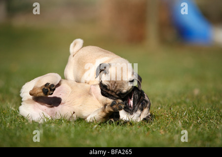 Pug (Canis lupus f. familiaris), due cuccioli scuffling, Germania Foto Stock