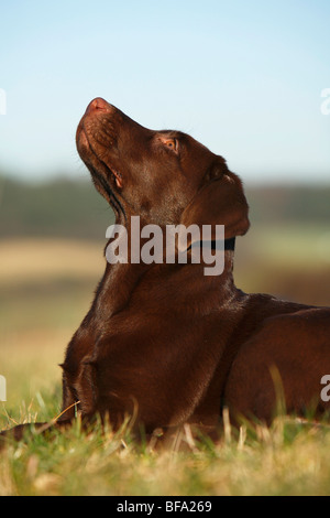 Razza cane (Canis lupus f. familiaris), cucciolo di Labrador si mescolano in un prato guardando in alto, Germania Foto Stock