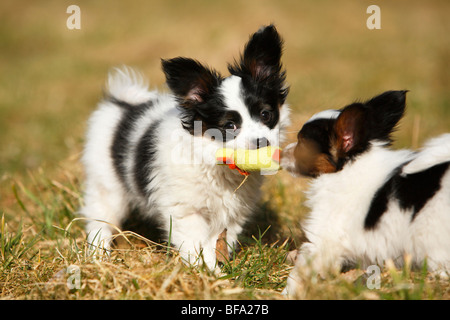 Papillon (Canis lupus f. familiaris), due cuccioli in lotta per un giocattolo, Germania Foto Stock