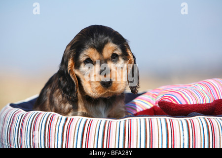 English Cocker Spaniel (Canis lupus f. familiaris), cucciolo seduto in un cestello, Germania Foto Stock