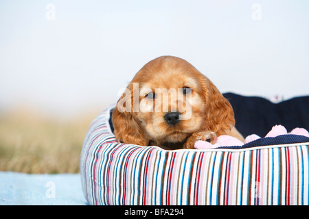 English Cocker Spaniel (Canis lupus f. familiaris), cucciolo seduto in un cestello, Germania Foto Stock