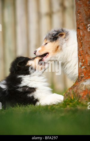 Collie ruvida (Canis lupus f. familiaris), due cuccioli scuffling in giardino, Germania Foto Stock