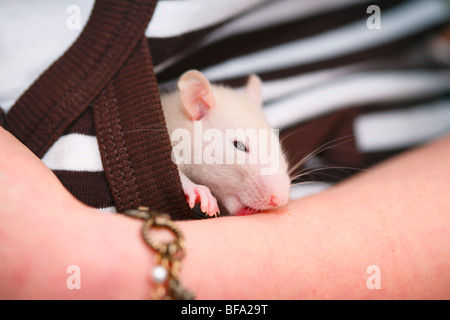 Fancy Rat, Marrone di ratto (Rattus norvegicus domesticus, Rattus norvegicus domestica), sei settimane vecchio animale guardando fuori di una ragazza Foto Stock