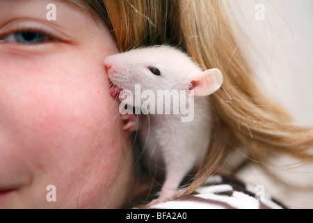 Fancy Rat, Marrone di ratto (Rattus norvegicus domesticus, Rattus norvegicus domestica), sei settimane vecchio animale leccare una ragazza sua guancia Foto Stock