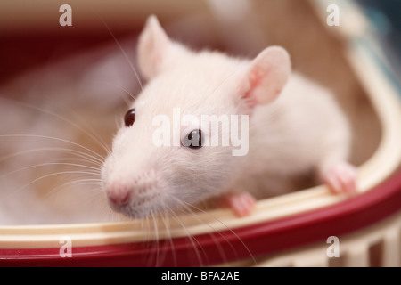 Voglia di ratto, Bronw ratto (Rattus norvegicus domesticus, Rattus norvegicus domestica), guardando fuori da una scatola di trasporto Foto Stock