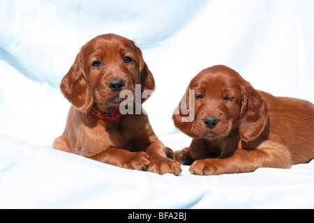 Rosso Irlandese Setter, Setter Irlandese (Canis lupus f. familiaris), due cuccioli che giace su una coperta di blu Foto Stock