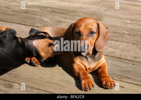 A pelo corto Bassotto a pelo corto salsiccia cane, cane domestico (Canis lupus f. familiaris), due whelps sdraiati al sole su timb Foto Stock