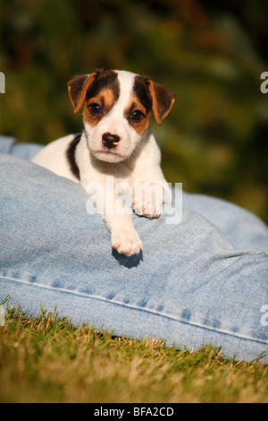 Jack Russell Terrier (Canis lupus f. familiaris), otto settimane vecchio cucciolo giacente sulla gamba di una persona che indossa jeans, Germania Foto Stock