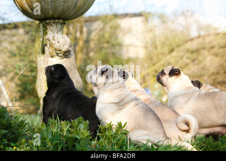 Pug (Canis lupus f. familiaris), gruppo di pugs seduto di fronte a una statua, Germania Foto Stock